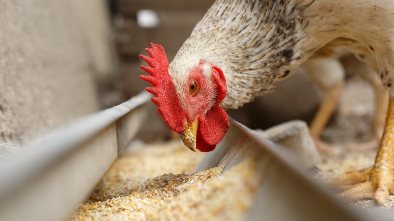 Vitamin C, probiotics to help farmed chickens cope better with heat stress