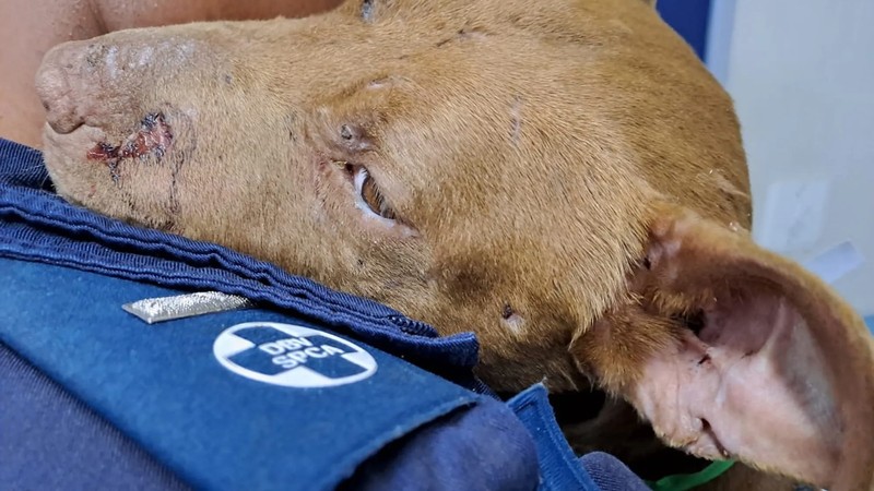 SPCA withdraws mobile clinic from Khayelitsha after gunmen target staff SPCA withdraws mobile clinic from Khayelitsha after gunmen target staff