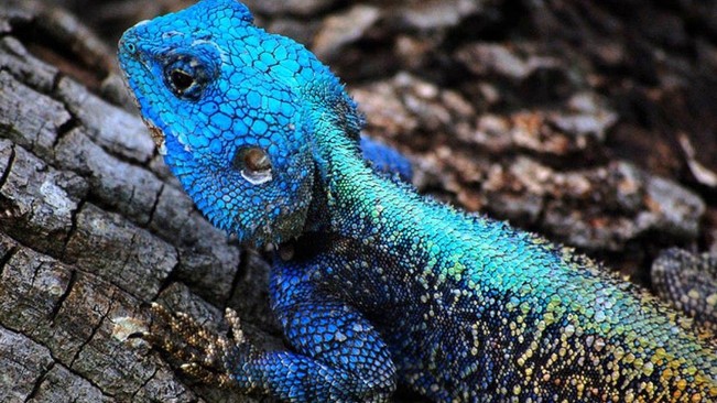 WATCH: Blue Headed Tree Lizard having lunch at Marakele National Park