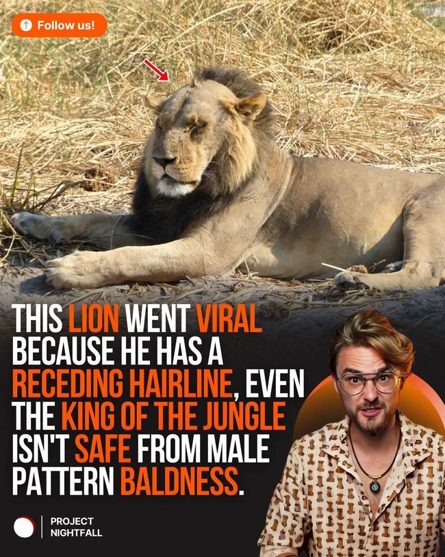 The bald truth: why some lions lose their iconic manes - Ghanamma.com